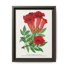 Trumpet flower lithograph. Digitally enhanced from our own original 1900 edition plates of Botanical Specimen published by Rochester Lithographing - NOMADEN ART GALLERY