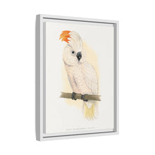 Great Salmon-Crested Cockatoo (CACATUA MOLUCCENSIS) colored wood-engraved plate by Alexander Francis Lydon.