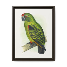 Jardine's Parrot (Poicephalus gulielmi gulielmi) colored wood-engraved plate by Alexander Francis Lydon. - NOMADEN ART GALLERY