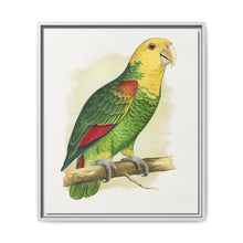 Double-Fronted or Le Vaillant's Amazon (Amazona oratrix) colored wood-engraved plate by Alexander Francis Lydon. - NOMADEN ART GALLERY