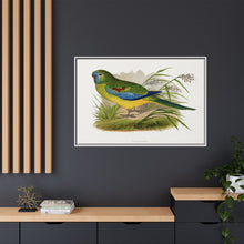 Turquoisine (Neophema pulchella) colored wood-engraved plate by Alexander Francis Lydon