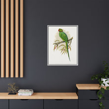 Ring-Necked or Bengal Parakeet (Psittacula columboides) colored wood-engraved plate by Alexander Francis Lydon
