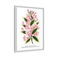 Pink flowers, Weigela lithograph (1900)